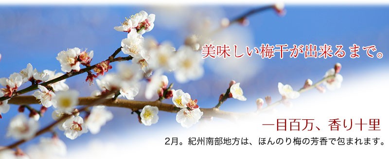 美味しい梅干しが出来るまで。