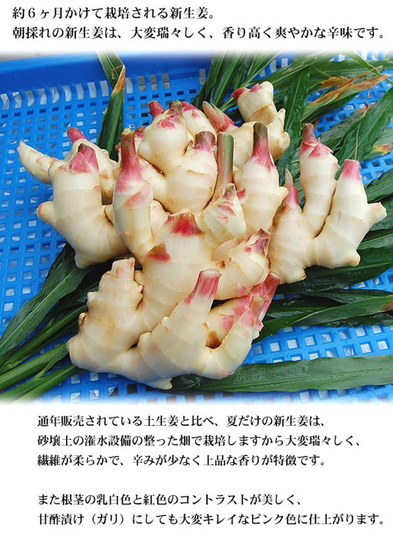 大変瑞々しく、香り高く、爽やかな辛みが特徴です