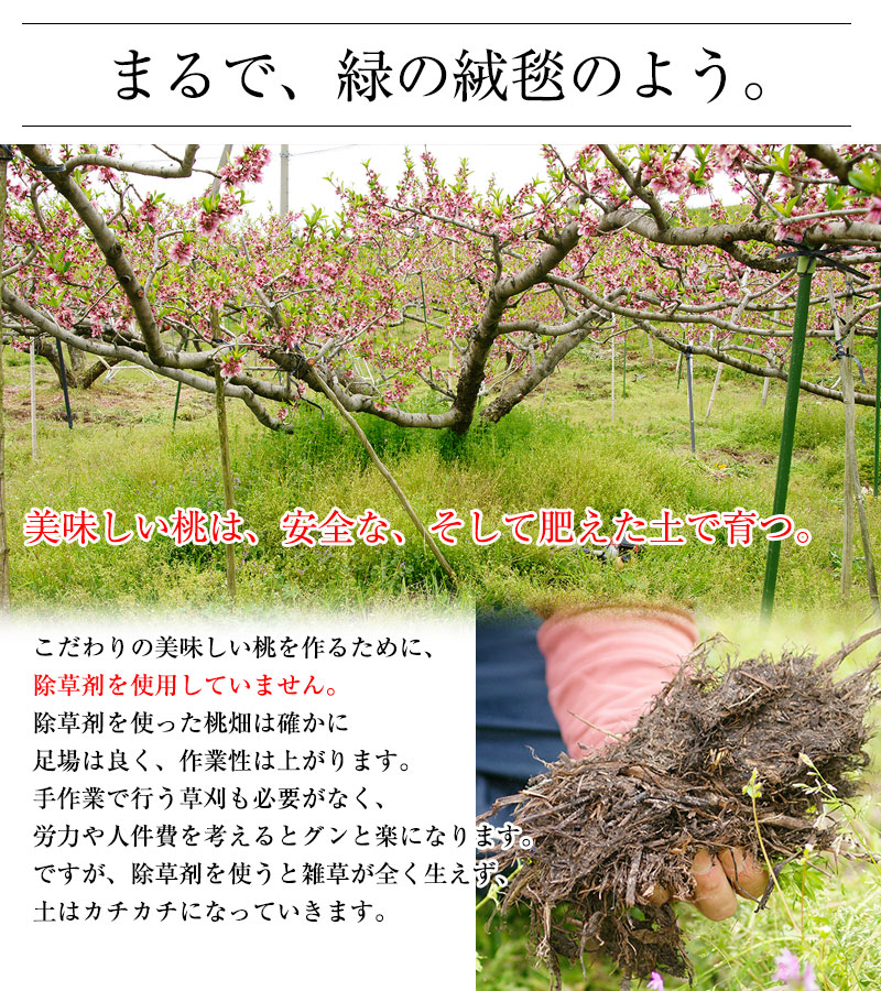 まるで、緑の絨毯のよう。。