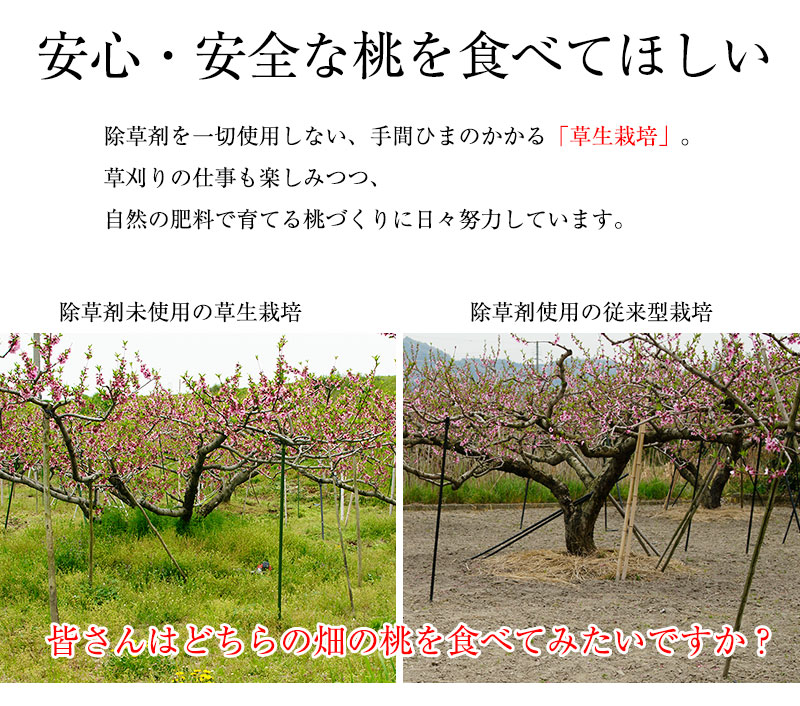 緑豊かな土のやわらかい桃畑と、除草剤で草がなくカチカチの土の桃畑。