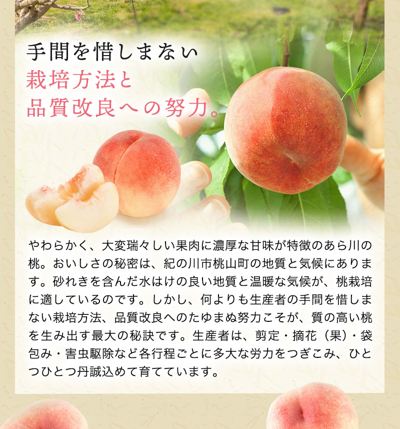 あら川の桃 桃の最高級ブランド！和歌山県産