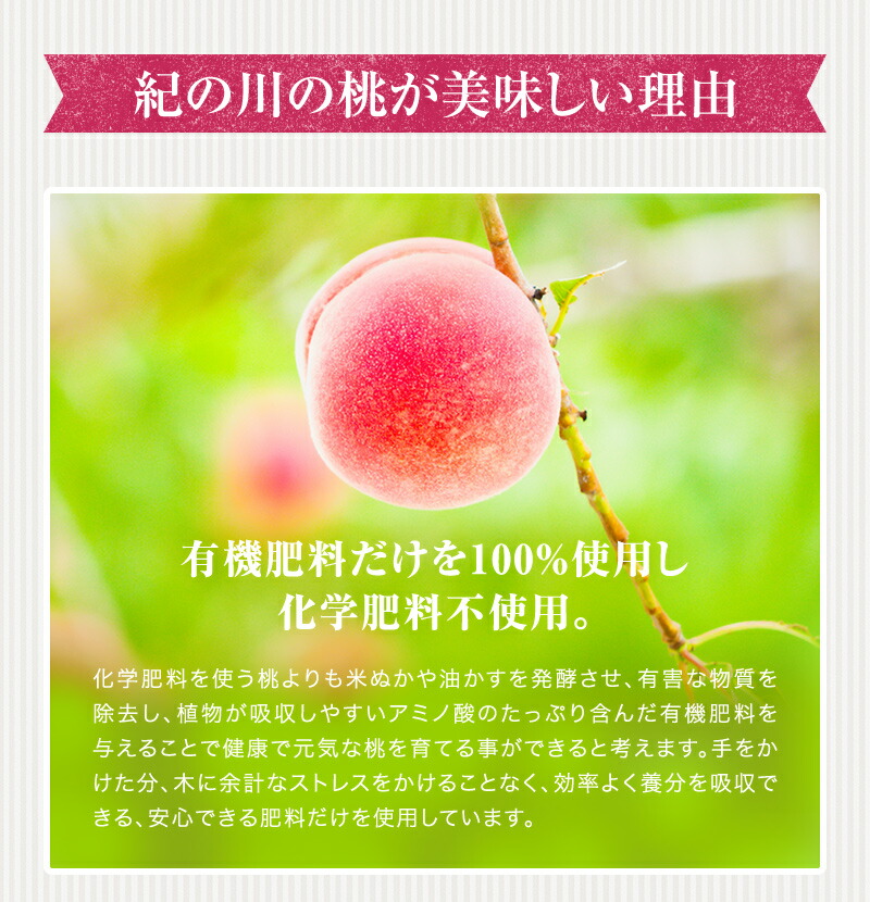 紀の川の桃