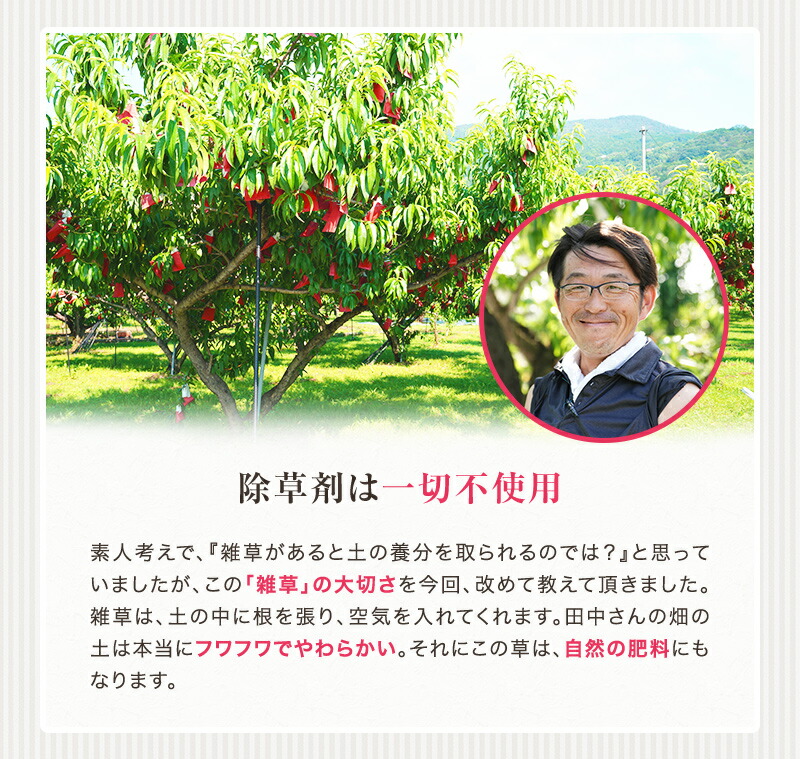 紀の川の桃