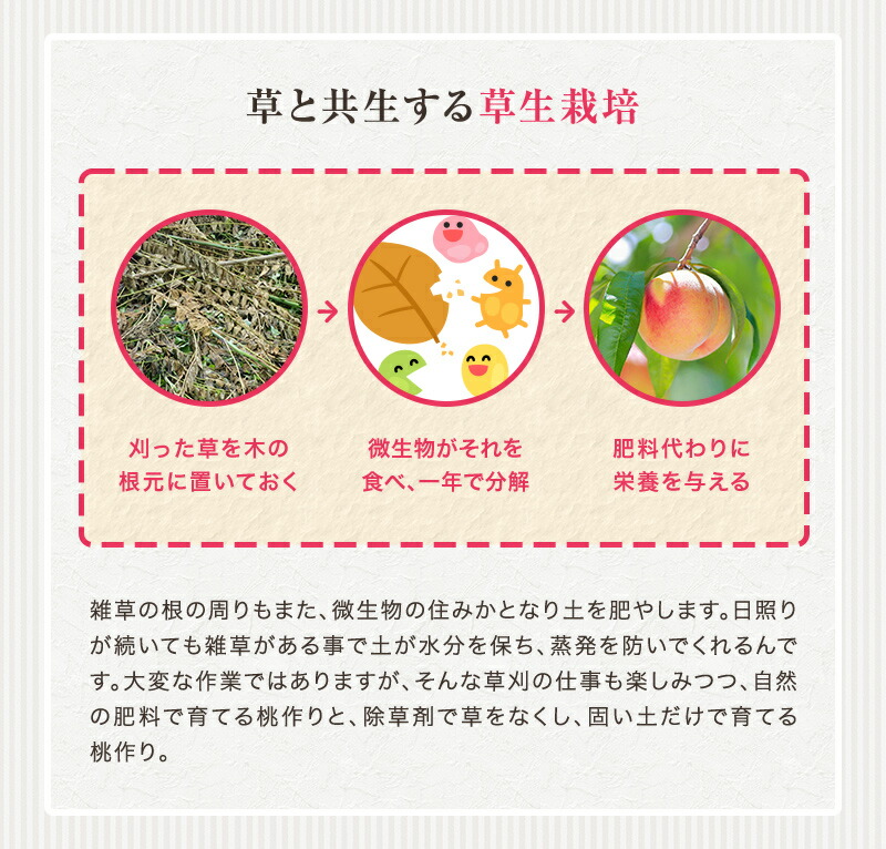 紀の川の桃
