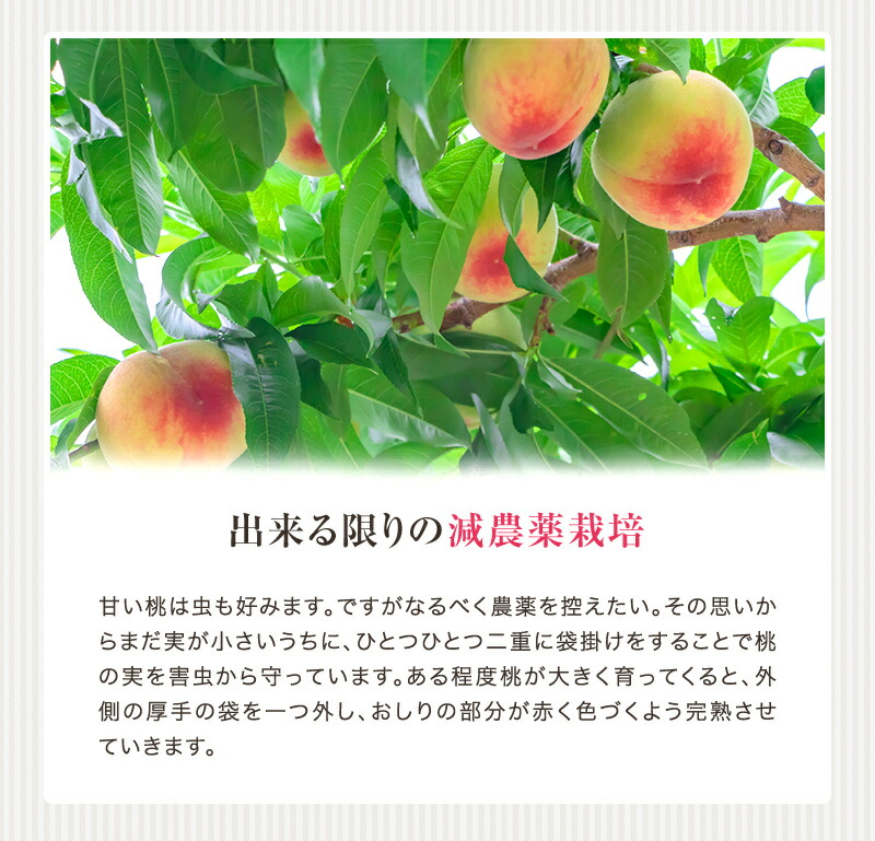 紀の川の桃