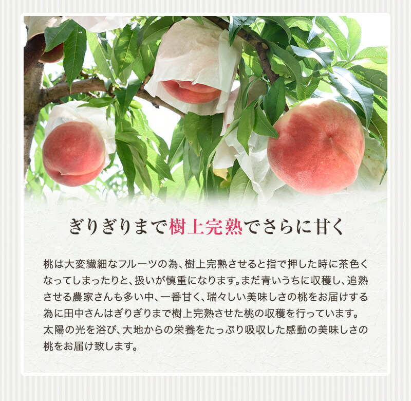 紀の川の桃