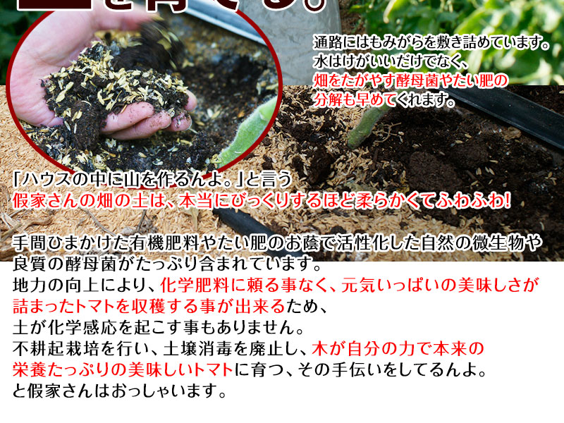 2023年ご予約開始 こだわりフルーツトマト1kg（送料無料）匠の里紀州が育てる減農薬、減化学肥料栽培 安心安全なコクのある驚きの甘いトマトを産地直送　(fy5)