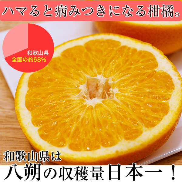 ご予約受付中 ご家庭用 和歌山の八朔（ハッサク）約10kg 減農薬・有機