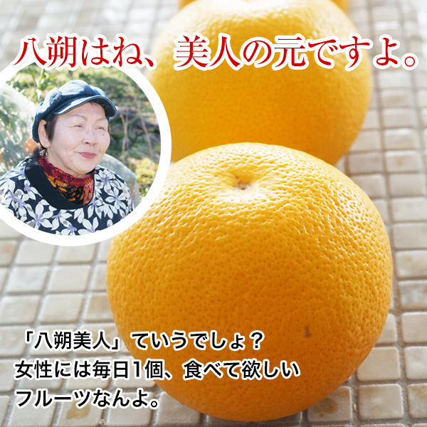 ご予約受付中 ご家庭用 和歌山の八朔（ハッサク）約10kg 減農薬・有機