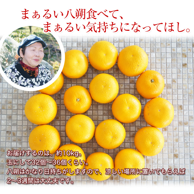 ご予約受付中 ご家庭用 和歌山の八朔（ハッサク）約10kg 減農薬・有機