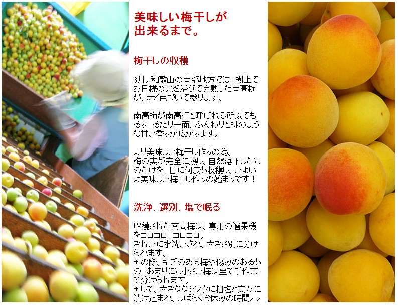 メルリィ⭐︎プロフ読んで頂きたいです⭐︎ 南高梅 箱込み10kg メルリィ⭐︎プロフ読んで頂きたいです⭐︎様専用 南高梅 箱込み