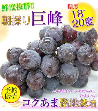 ジューシー 2026年 ご予約開始！ 巨峰2kg（4〜6房入）和歌山県 有田