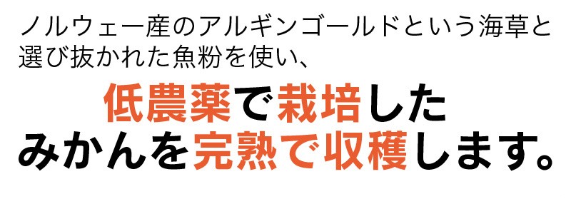 大好きな有田みかん