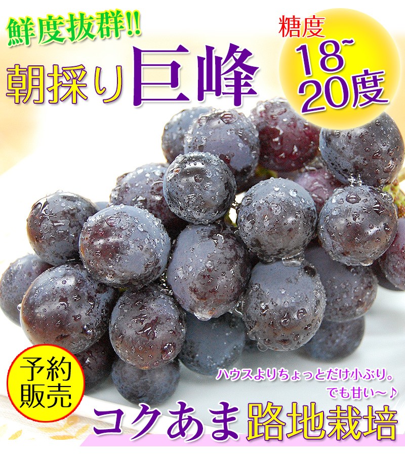 ジューシー 2026年 ご予約開始！ 巨峰2kg（4〜6房入）和歌山県 有田