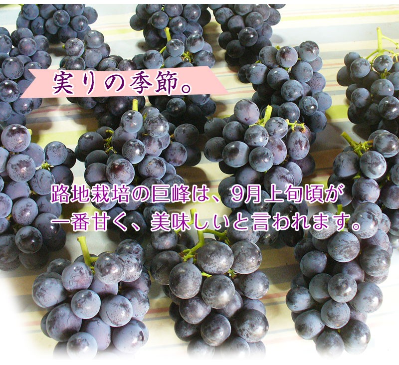 ジューシー 2026年 ご予約開始！ 巨峰2kg（4〜6房入）和歌山県 有田