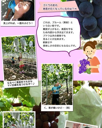 ジューシー 2026年 ご予約開始！ 巨峰2kg（4〜6房入）和歌山県 有田