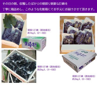 ジューシー 2026年 ご予約開始！ 巨峰2kg（4〜6房入）和歌山県 有田