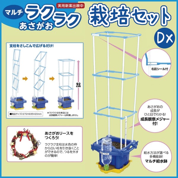 お取寄 あさがお栽培 マルチラクラクあさがおセット DXセット 朝顔