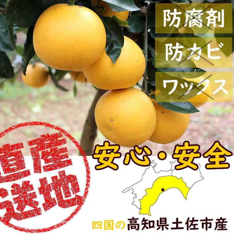 グレープフルーツ精油/Grapefruit – 生活の木 オンラインストア