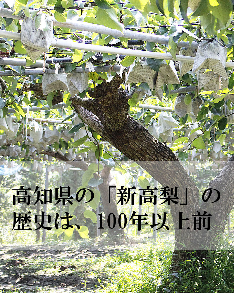 新高梨の木