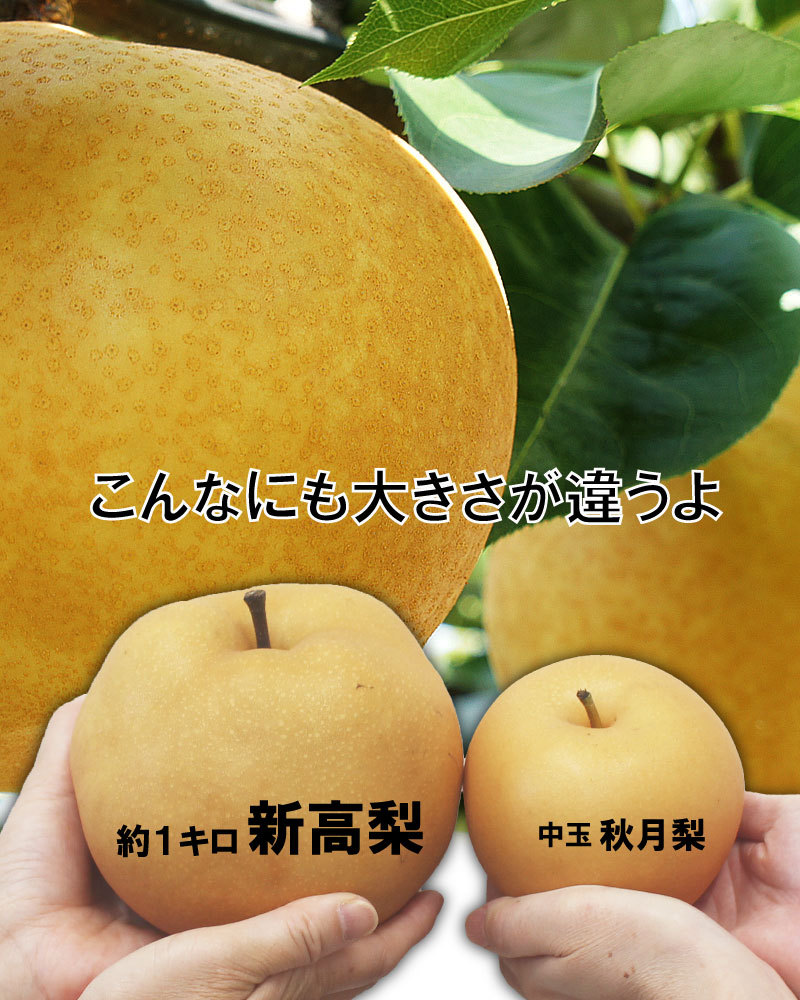 新高梨と秋月梨