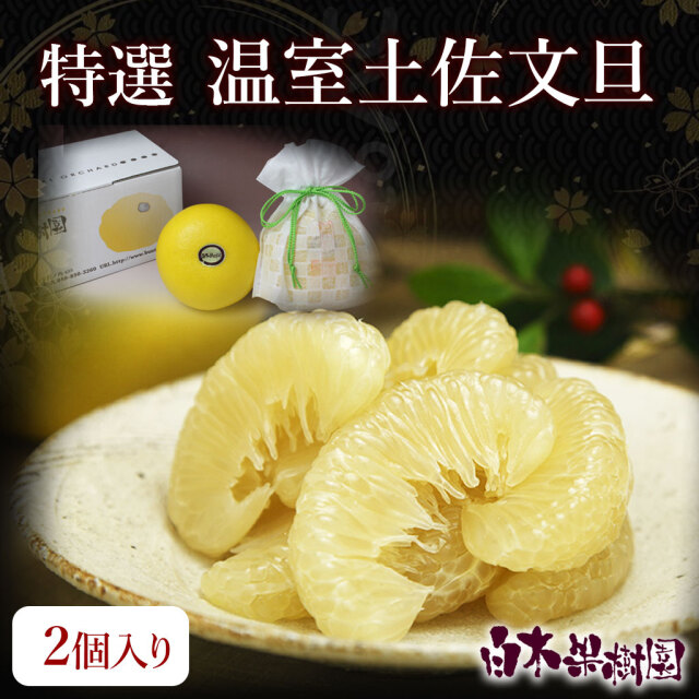 早割10％OFF】温室 土佐文旦 特選秀品 特大 2個小箱入り 贈答用 文旦 