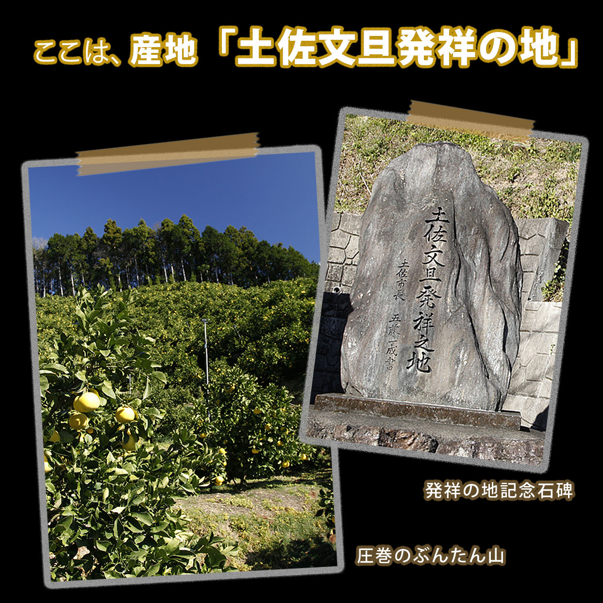 特選秀品土佐文旦約10kgL小玉〜2L中玉サイズ【送料込】 : 文旦屋・白木