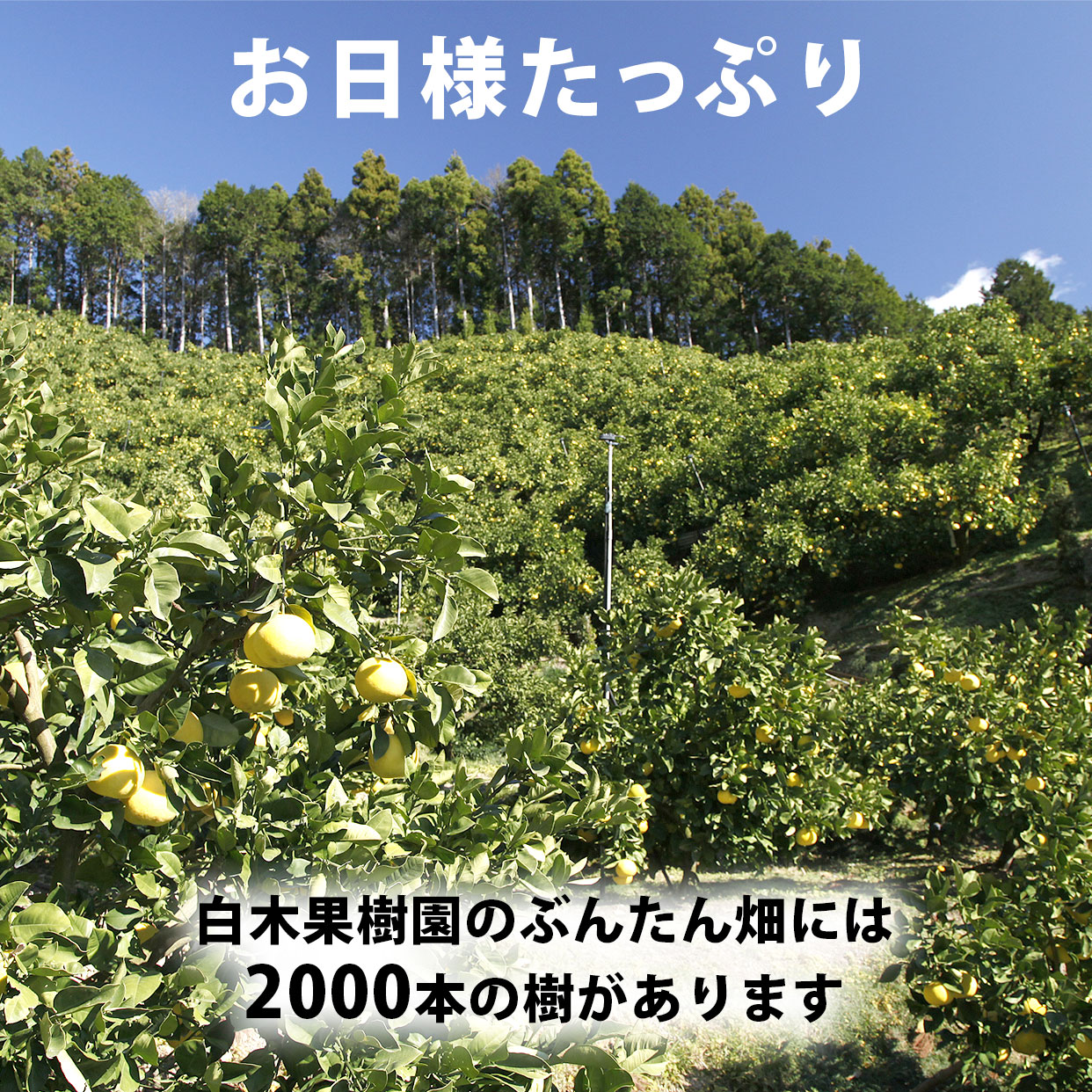 特選　文旦　10kg 01 高知県産 土佐文旦 減農薬 約10kg 贈答用 特大4L-2L(11-16玉