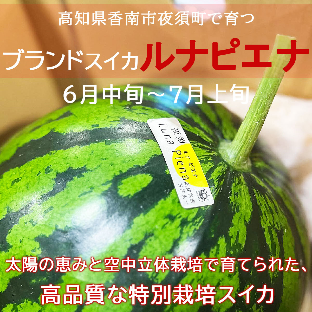 高知県産ブランドスイカ「ルナピエナ」
