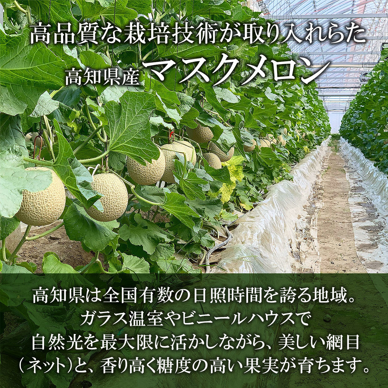 自然豊かな産地