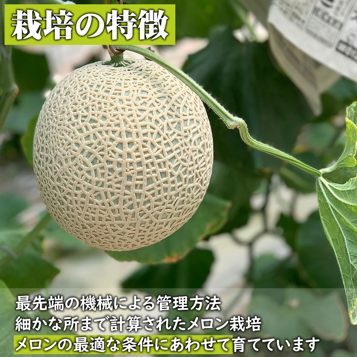 栽培の特徴