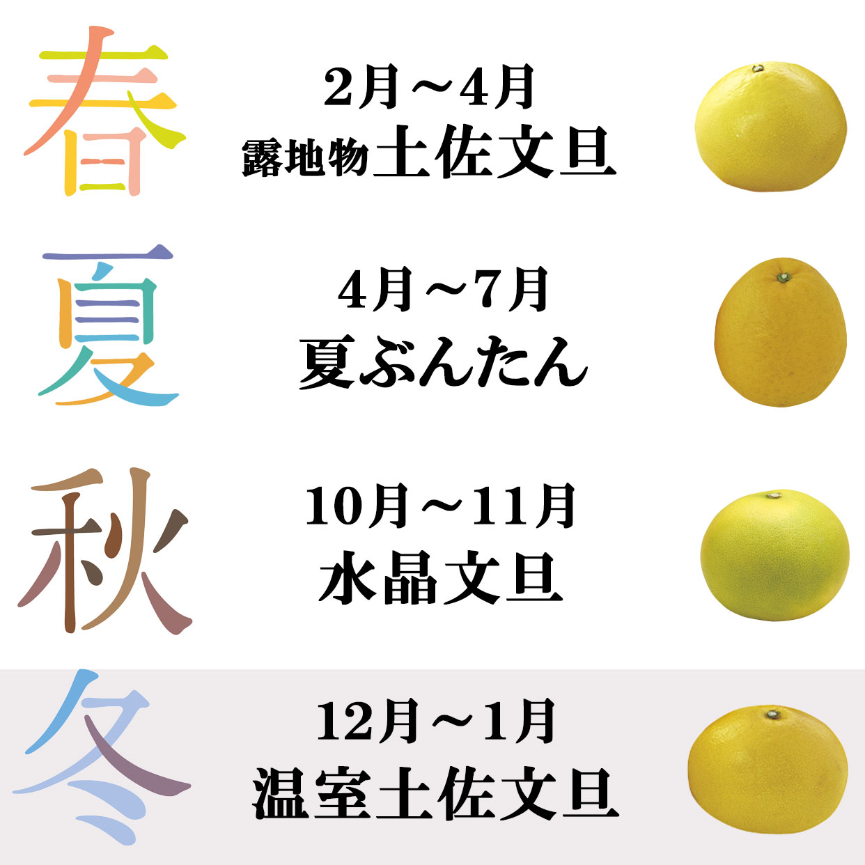 最高級極撰 温室土佐文旦 大玉5個入【送料込】 : 文旦屋・白木果樹園