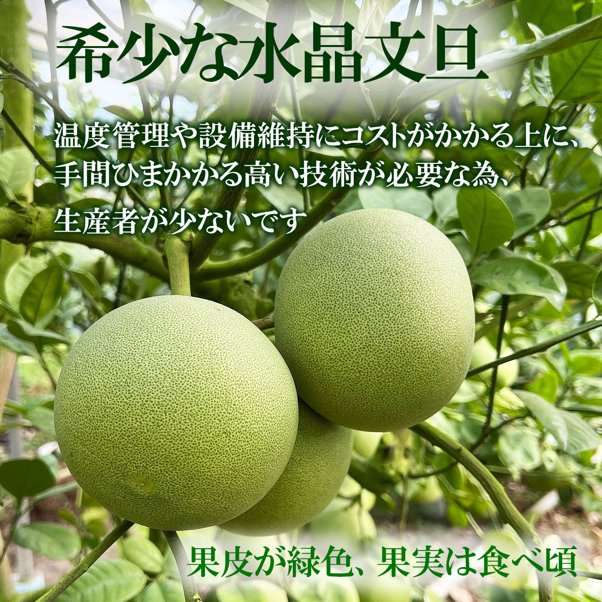 高知の豊かな自然と温暖な気候