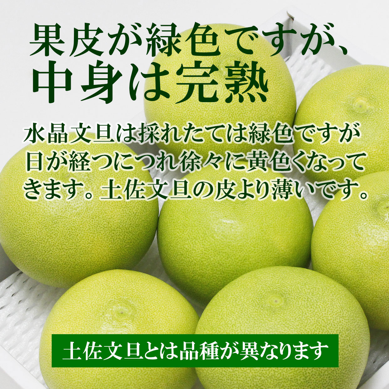 10月〜11月が旬の秋のぶんたん・水晶文旦