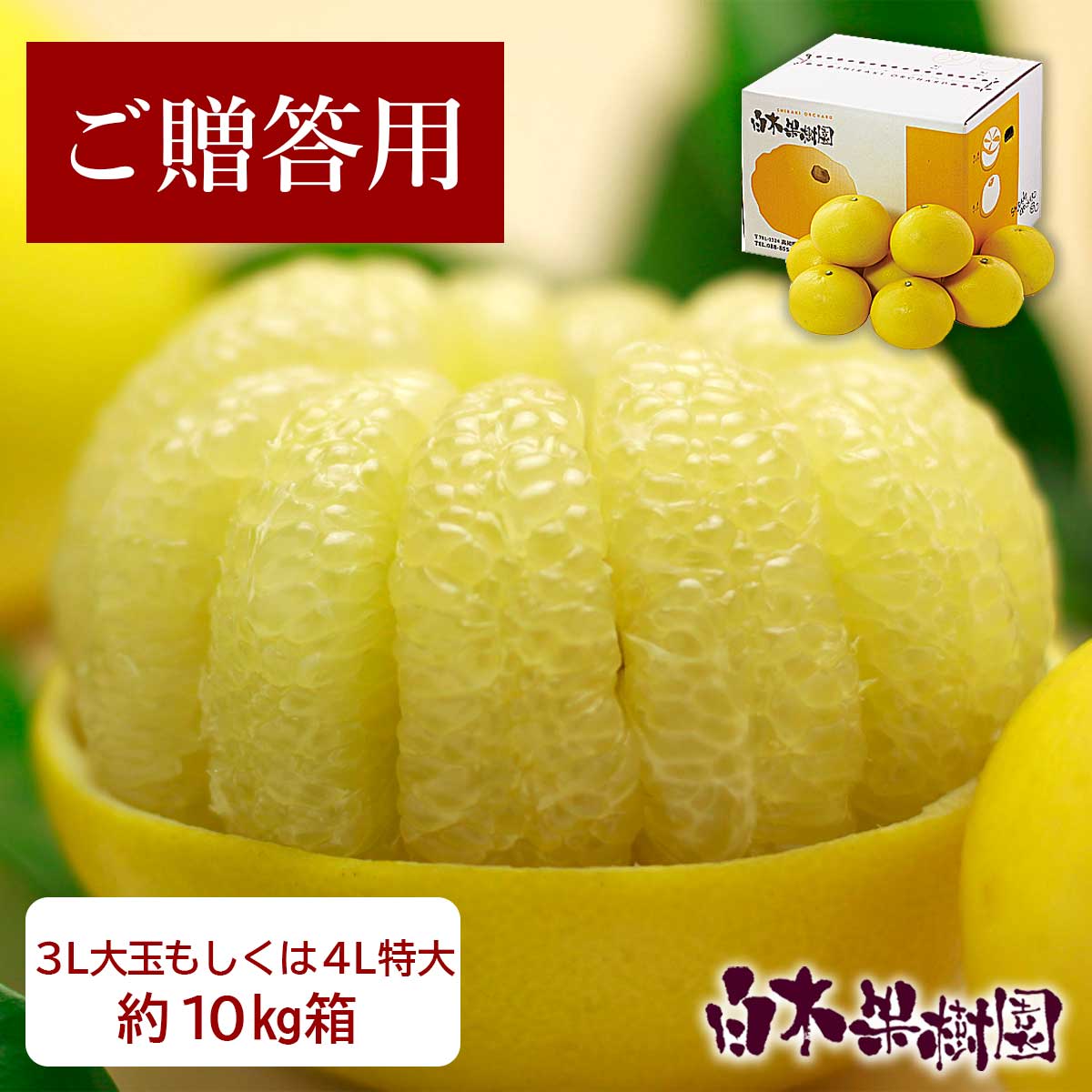 特選秀品土佐文旦約10kgL小玉〜2L中玉サイズ【送料込】 : 文旦屋・白木