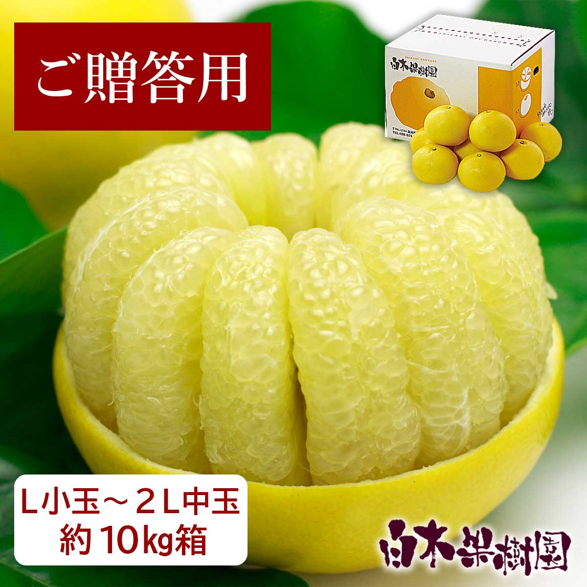 特選秀品土佐文旦約10kgL小玉〜2L中玉サイズ【送料込】 : 文旦屋・白木