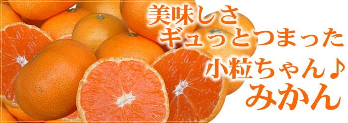 小粒ちゃん、小さいサイズの 有田みかん