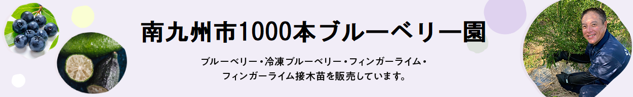 田口農園 ブルーベリー・冷凍ブルーベリー・フィンガーライム・フィンガーライム接木苗を販売しています。