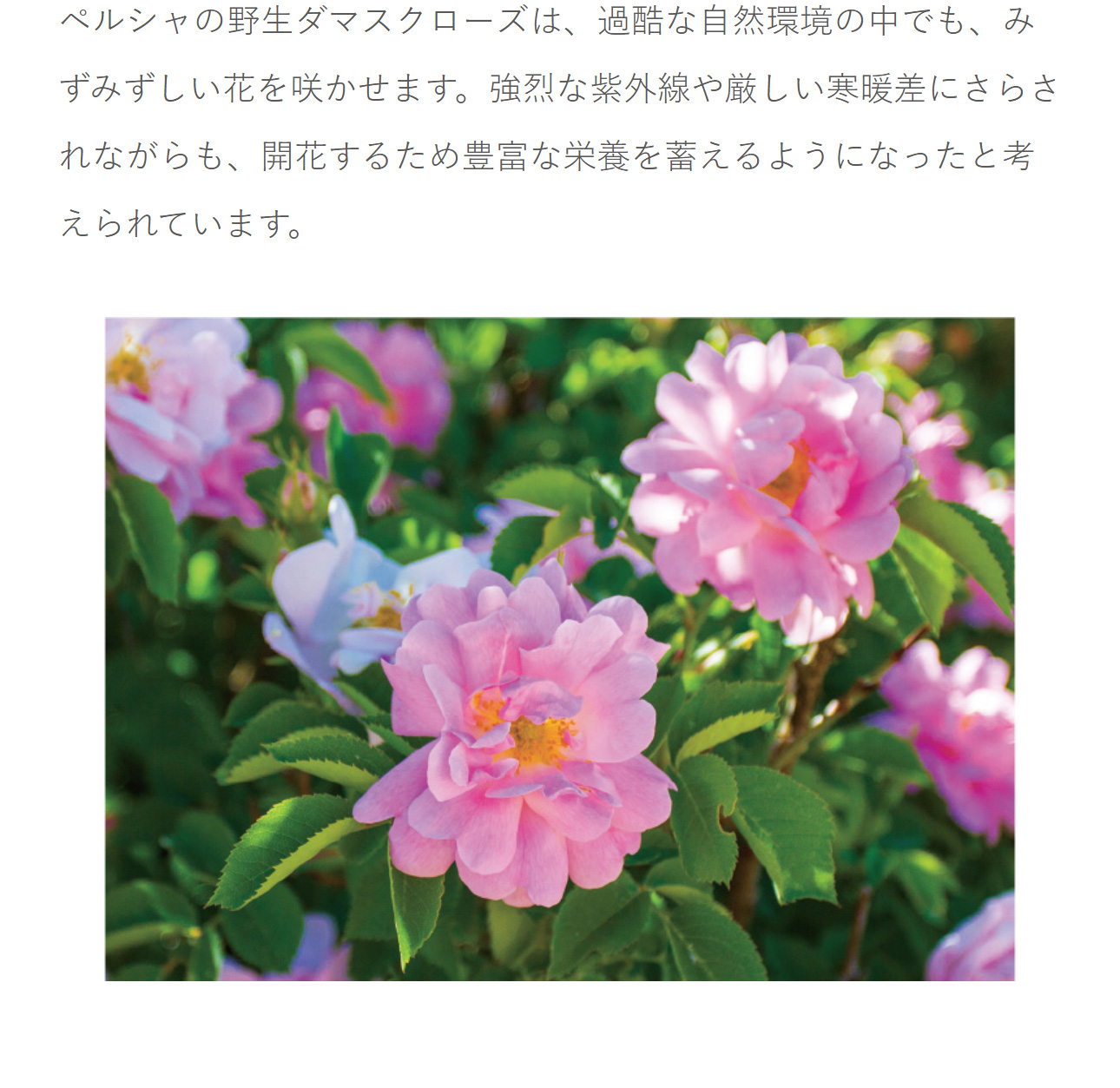 ペルシャの野生ダマスクローズは、過酷な自然環境の中でも、みずみずしい花を咲かせます。強烈な紫外線や厳しい寒暖差にさらされながらも、開花するため豊富な栄養を蓄えるようになったと考えられています。
