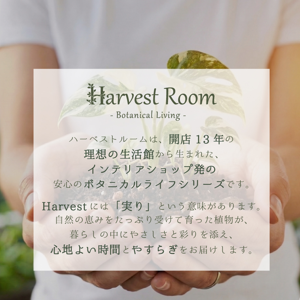 モンステラ バールマルクスフレーム 6号ポット 鉢 Lサイズ 観葉植物