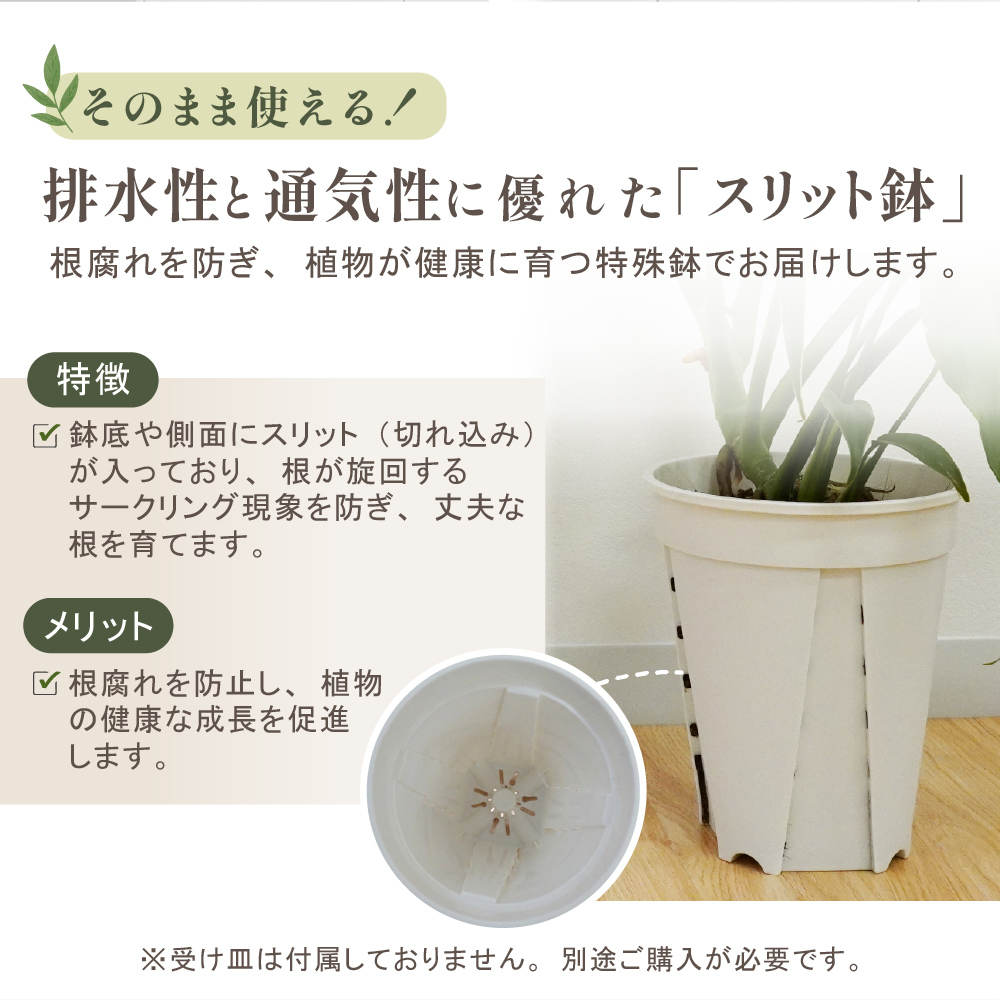斑入り モンステラ タイコンステレーション 観葉植物 3号ポット鉢 S