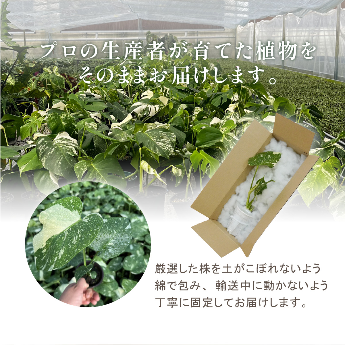 斑入り モンステラ タイコンステレーション 観葉植物 3号ポット鉢 S
