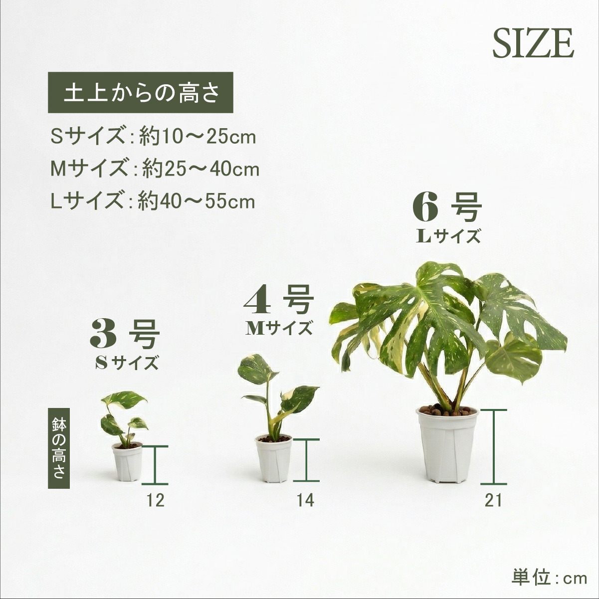 斑入り モンステラ タイコンステレーション 観葉植物 3号ポット鉢 S