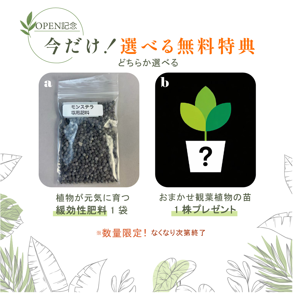 モンステラ バールマルクスフレーム 6号ポット 鉢 Lサイズ 観葉植物