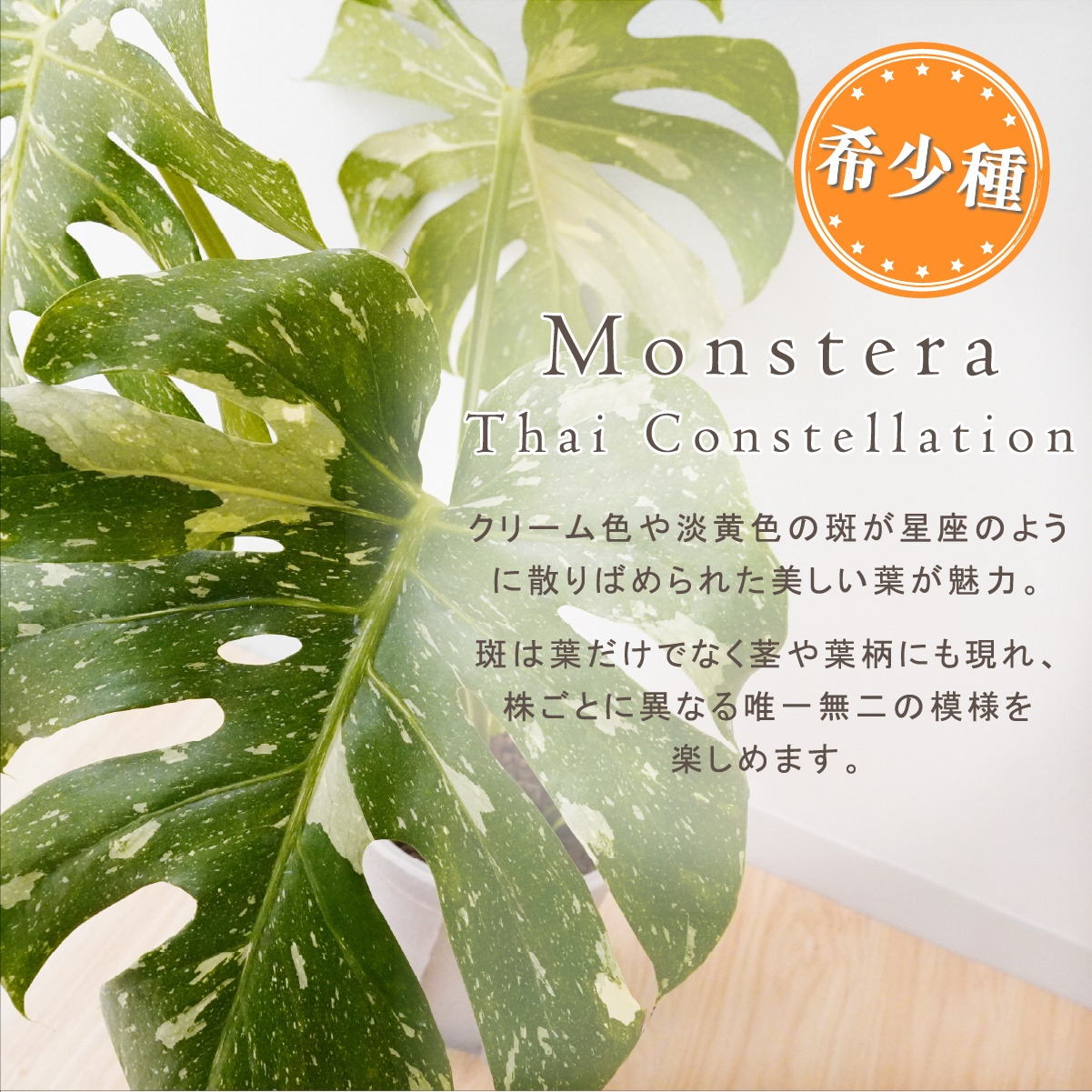 お中元 斑入り モンステラ 鉢 タイコンステレーション 観葉植物 6号