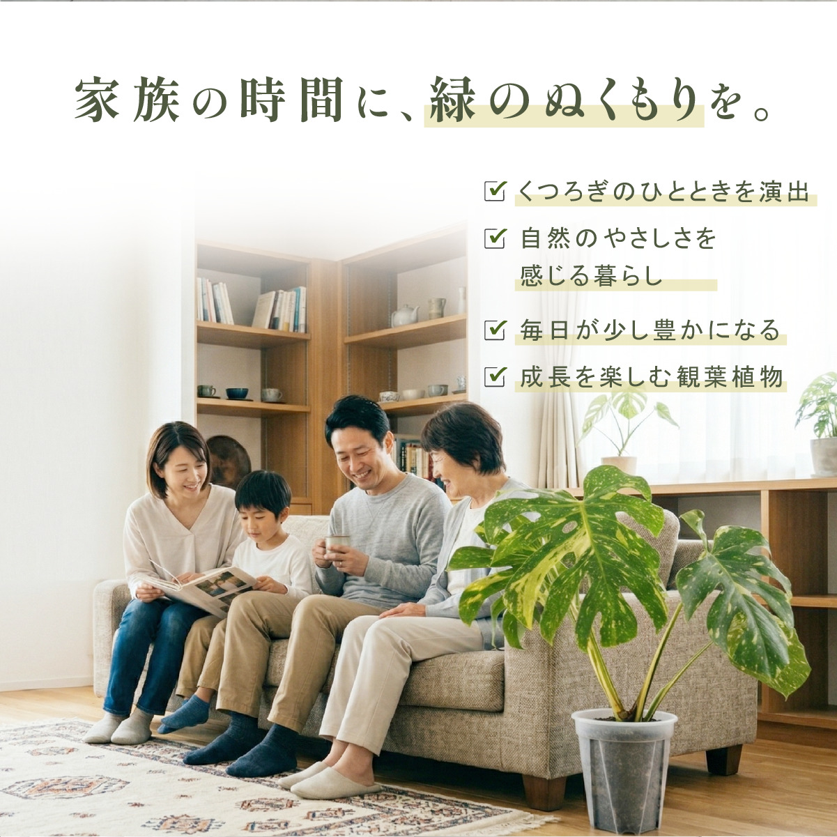 斑入り モンステラ タイコンステレーション 観葉植物 4号ポット鉢 M