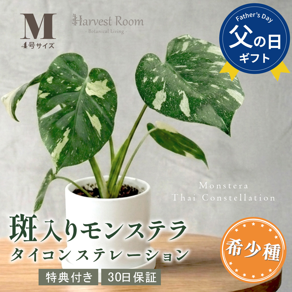 斑入り モンステラ タイコンステレーション 観葉植物 4号ポット鉢 M