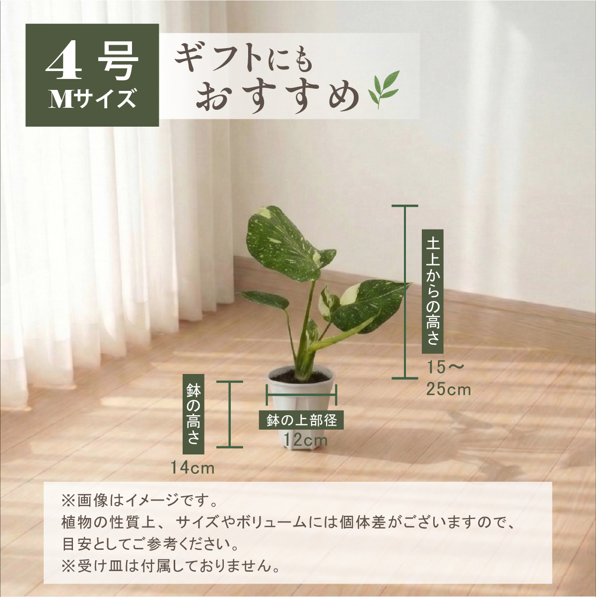 お中元 斑入り モンステラ 鉢 タイコンステレーション 観葉植物 4号