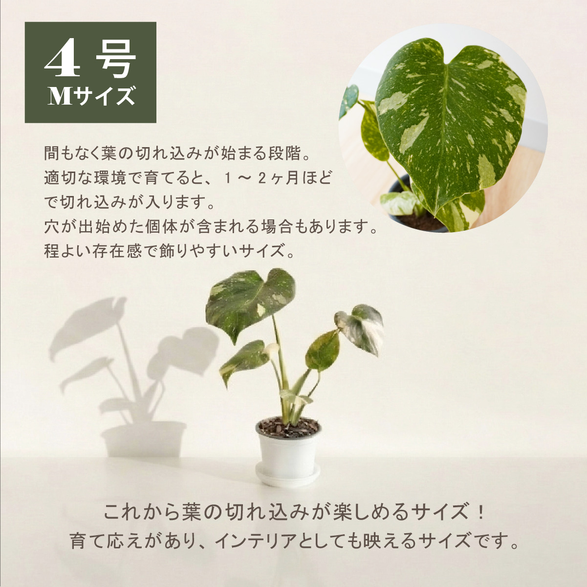 モンステラ 斑入り（観葉植物） | 花、ガーデニング の商品一覧 通販