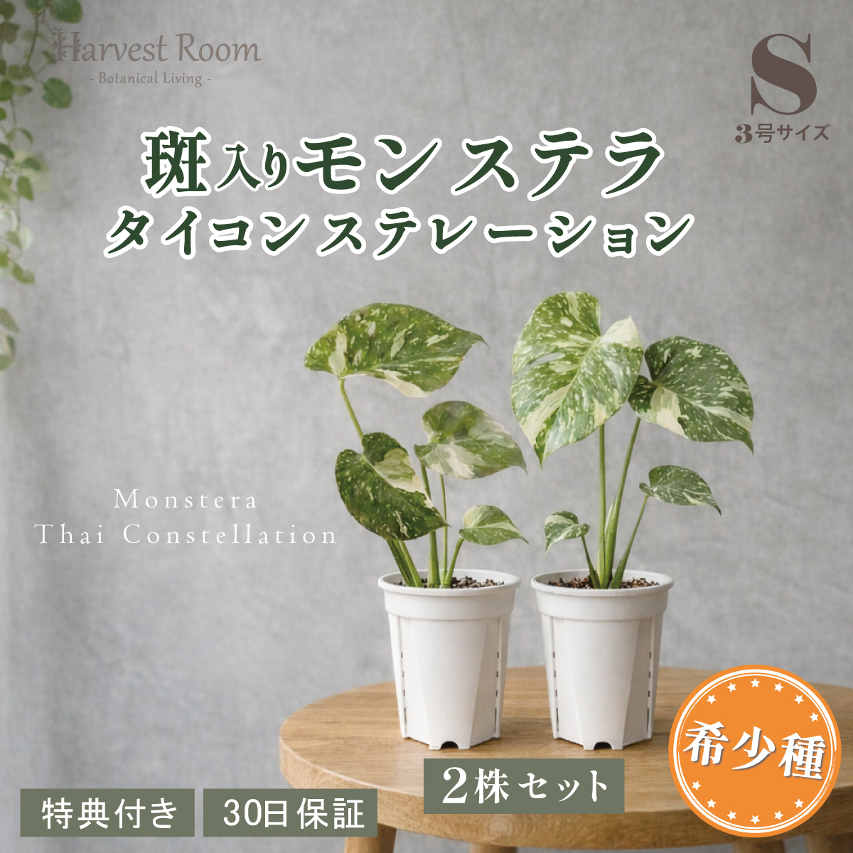 2株セット】斑入り モンステラ タイコンステレーション 観葉植物 3号